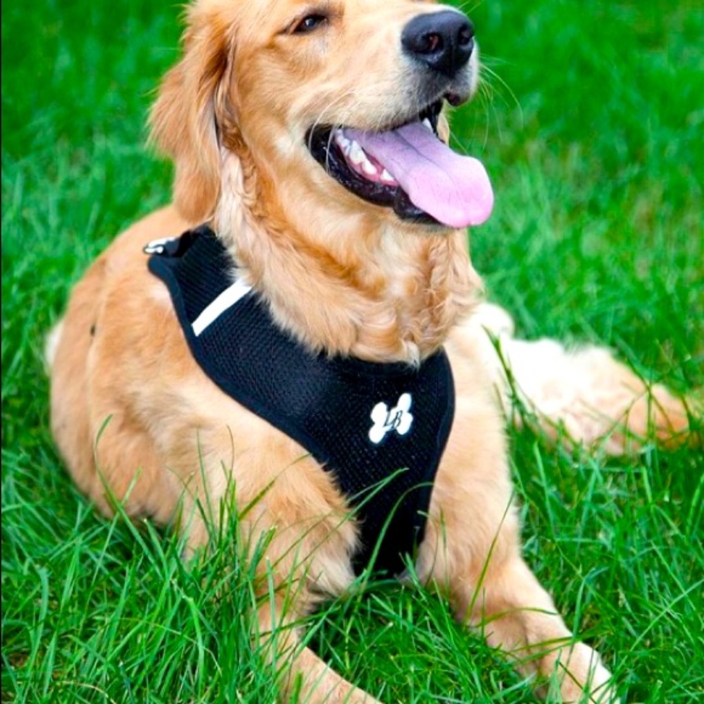 HOST PICK 🐶 Padded Mesh Harness & Lead 🐶